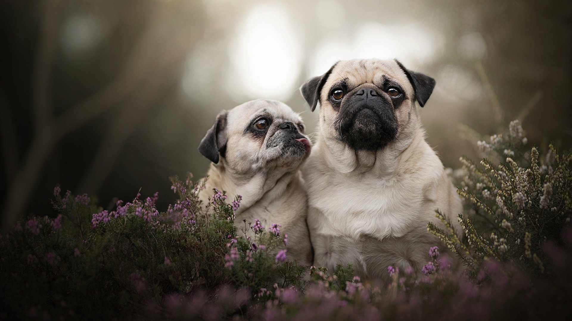 华体会体育-湖人的宿命之锁，为何布伦森成为他们永远无解的非对称答案