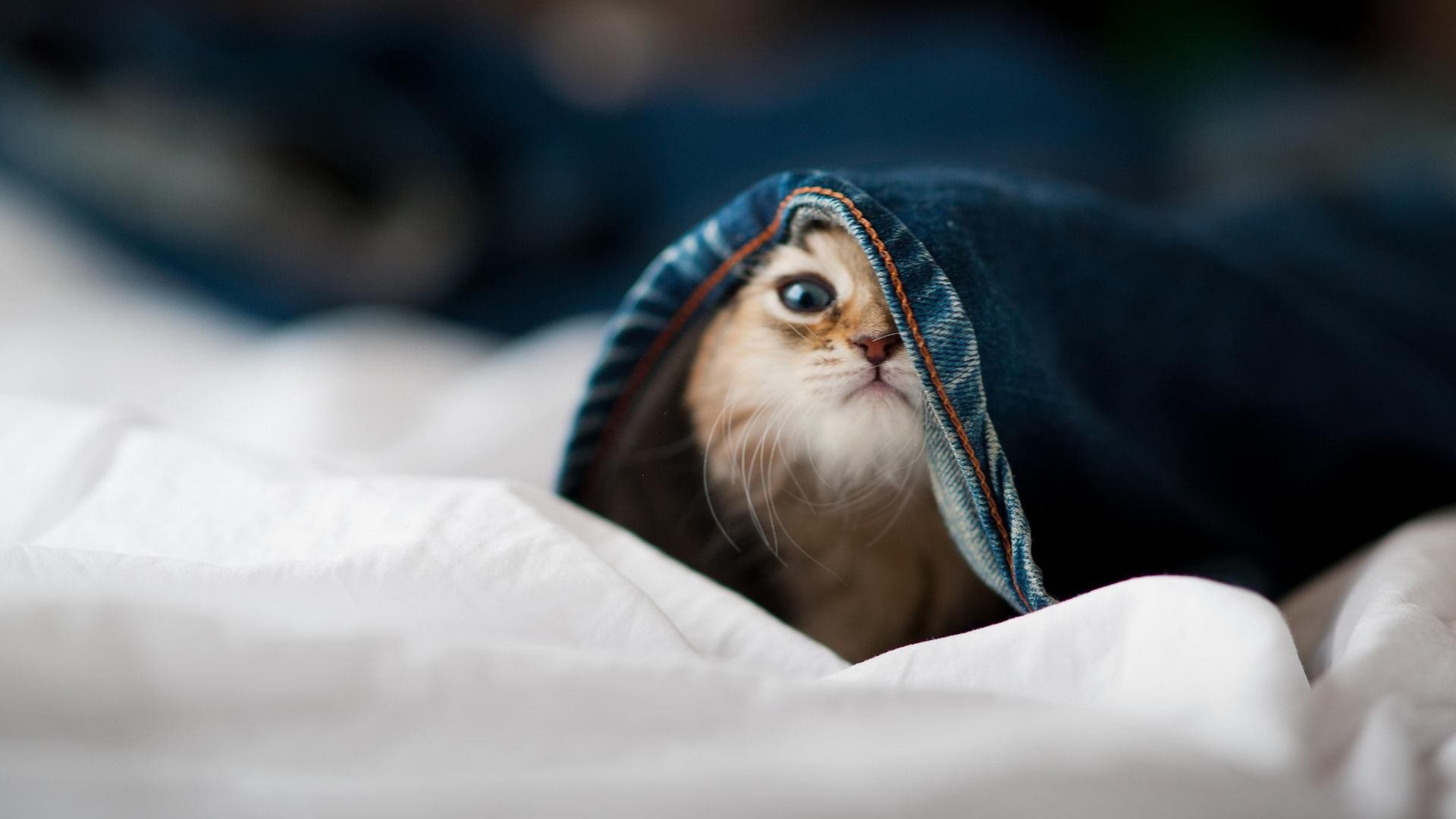 高卢雄鸡双翼撕裂安菲尔德，当法兰西军团主宰英格兰足球圣殿